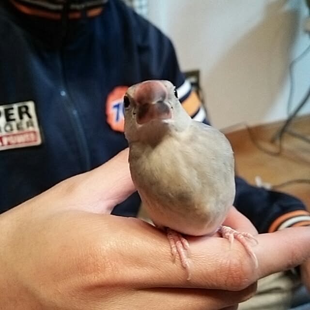 miiさんの実例写真
