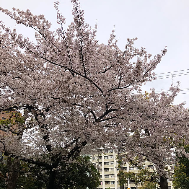 uchidaizuさんの実例写真