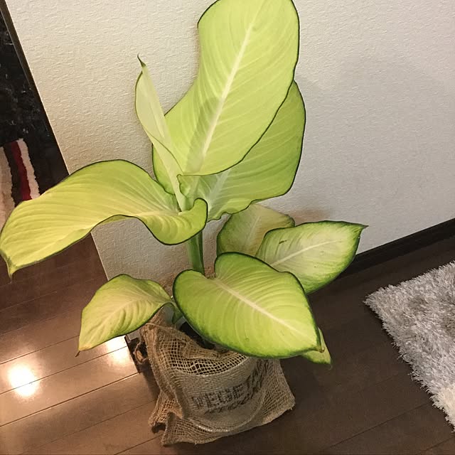 minminさんの実例写真