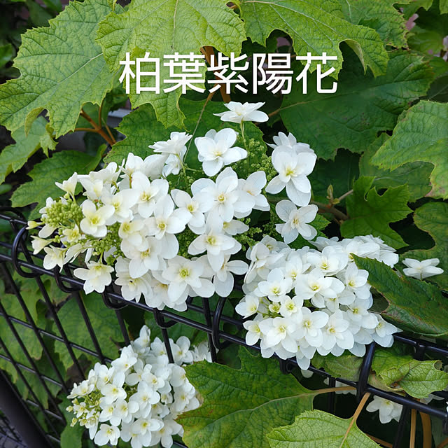 YUKOさんの実例写真