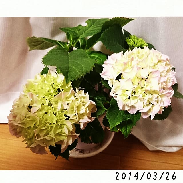 kira127さんの実例写真