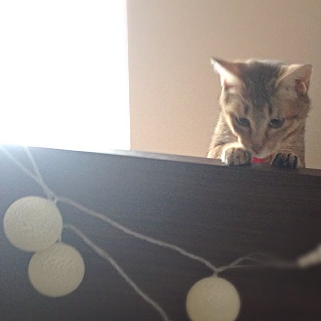 1633さんの実例写真