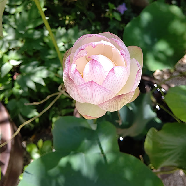 gardenさんの実例写真
