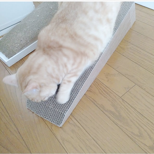 heart.emiemi57.whiteさんの実例写真