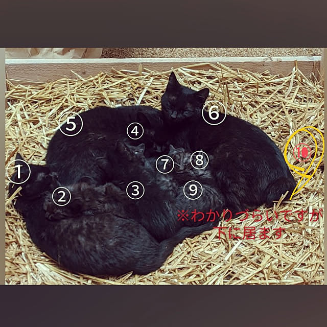 GINさんの実例写真