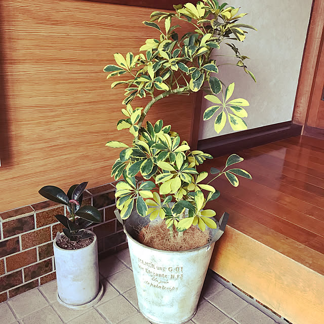 jukai8153さんの実例写真