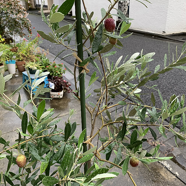 eshinobumさんの実例写真