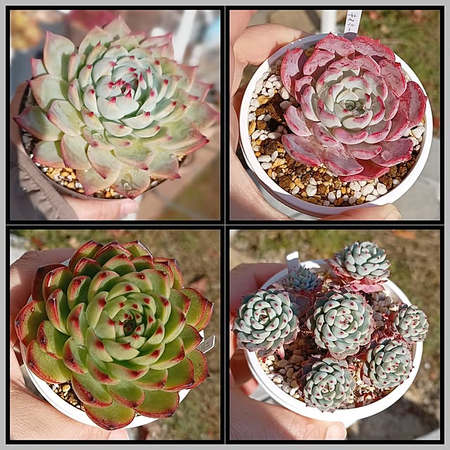 soyokoさんの実例写真