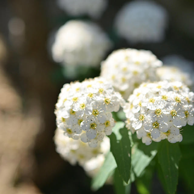 mikigumaさんの部屋