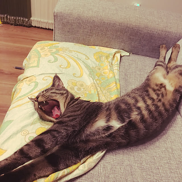 KANさんの実例写真