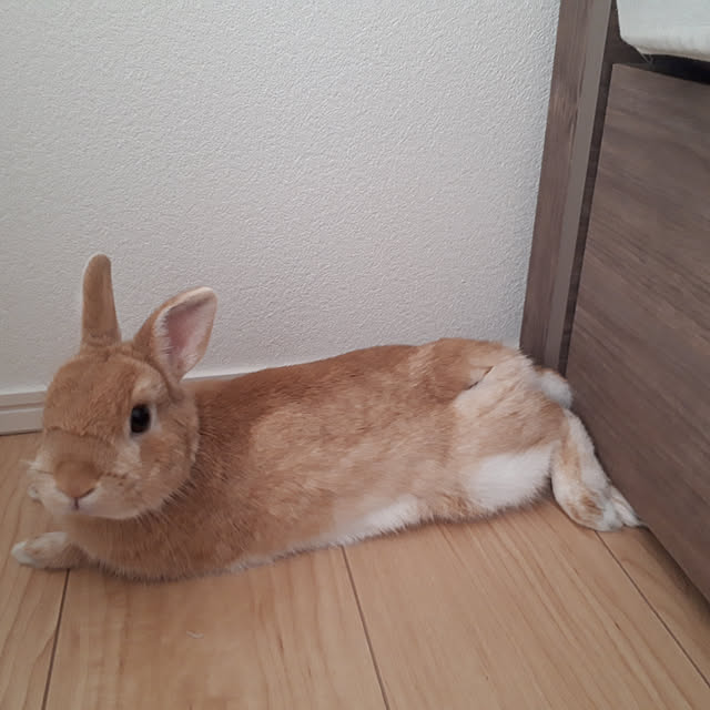 aiさんの実例写真