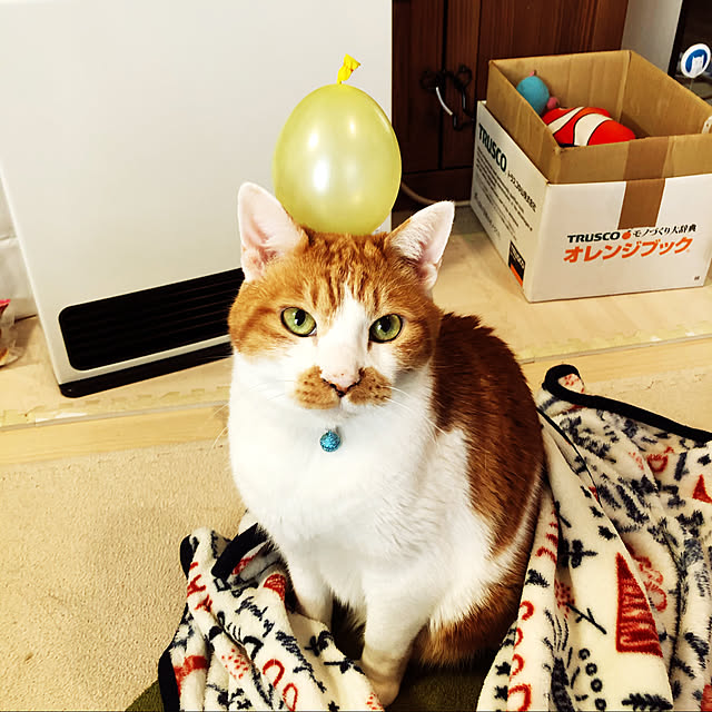 mikenekoさんの実例写真