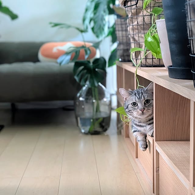 ayamameさんの実例写真