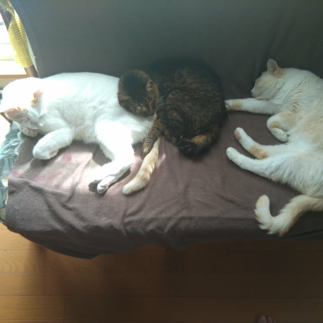 posauruさんの実例写真