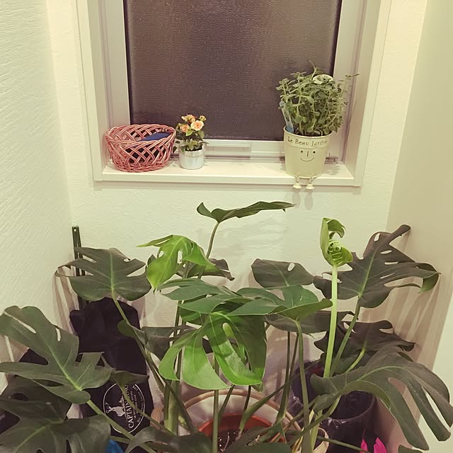 lunamamajunkoさんの実例写真