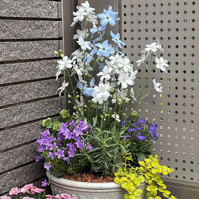 maayaさんの部屋