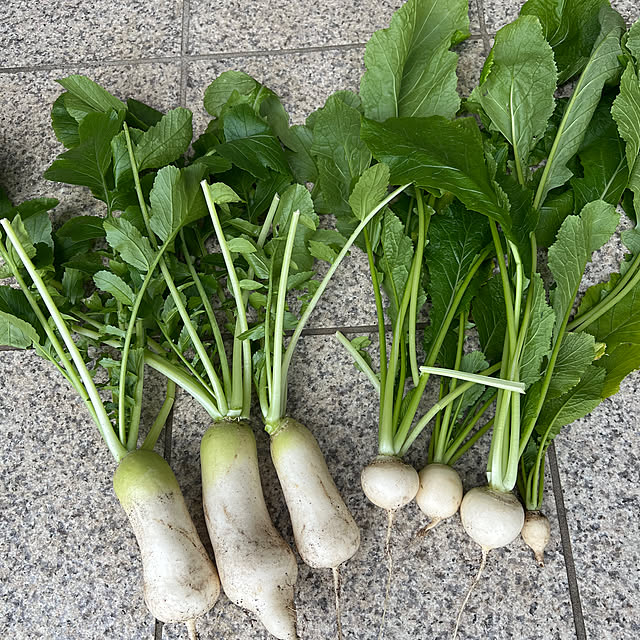 SquarePantsさんの実例写真