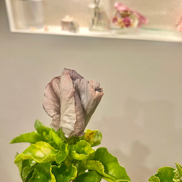 chiroさんの部屋