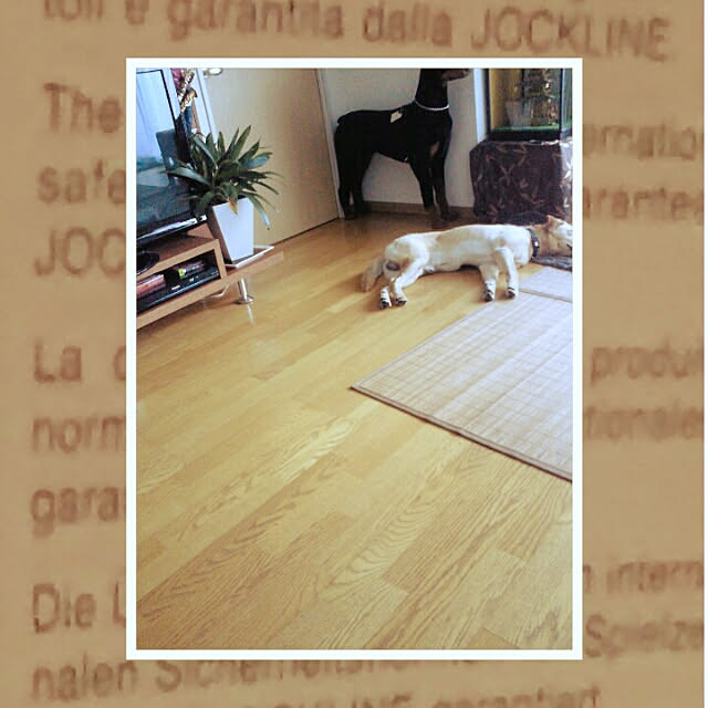 pecorintanさんの実例写真