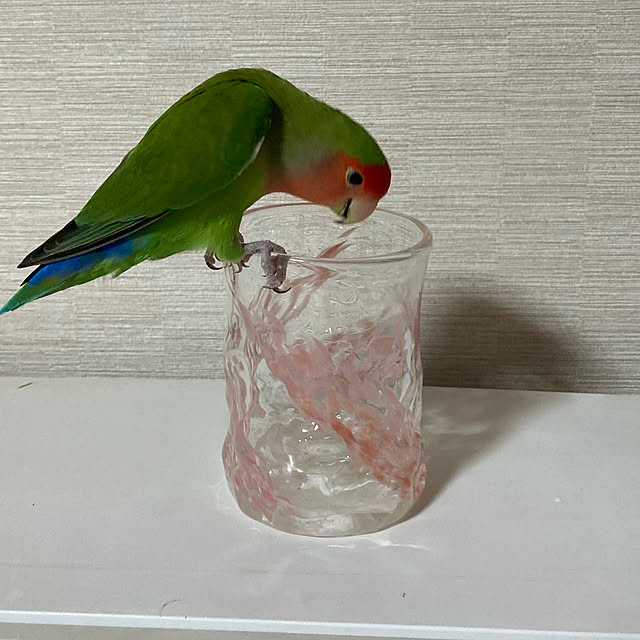 toratanさんの実例写真