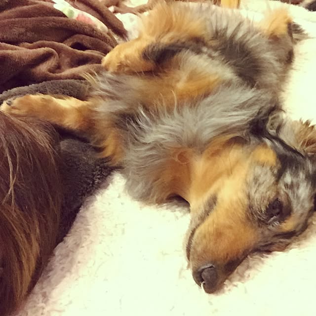 nonpiiiさんの実例写真