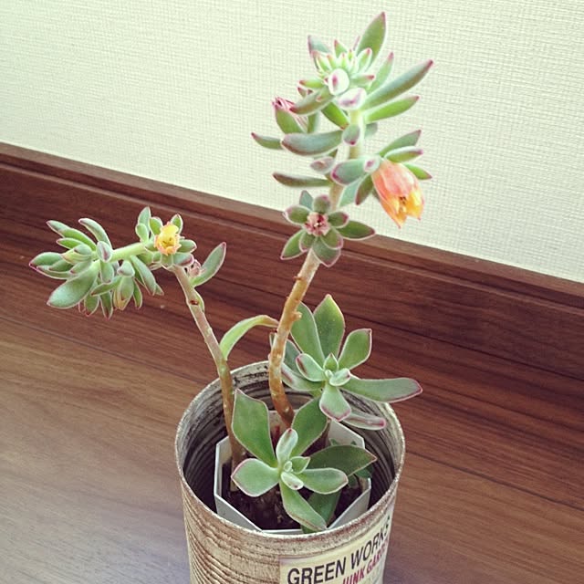 rincoさんの実例写真