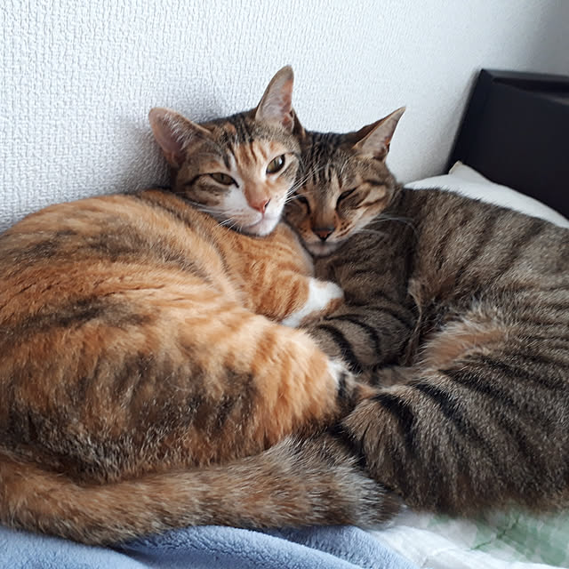 gurikoさんの実例写真