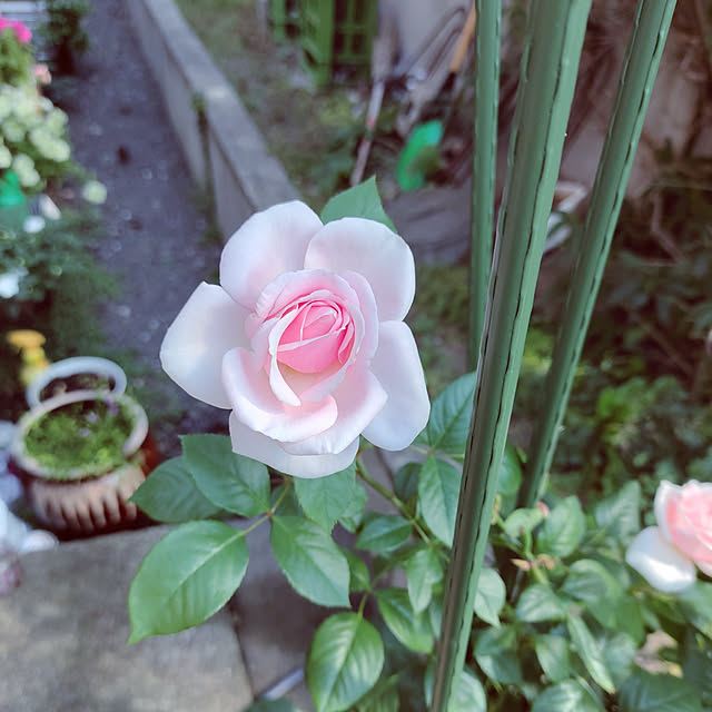 kiraさんの実例写真