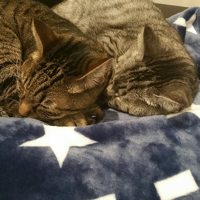 yumiさんの実例写真