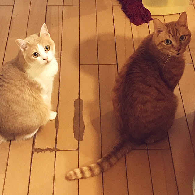 kou-kitiさんの実例写真