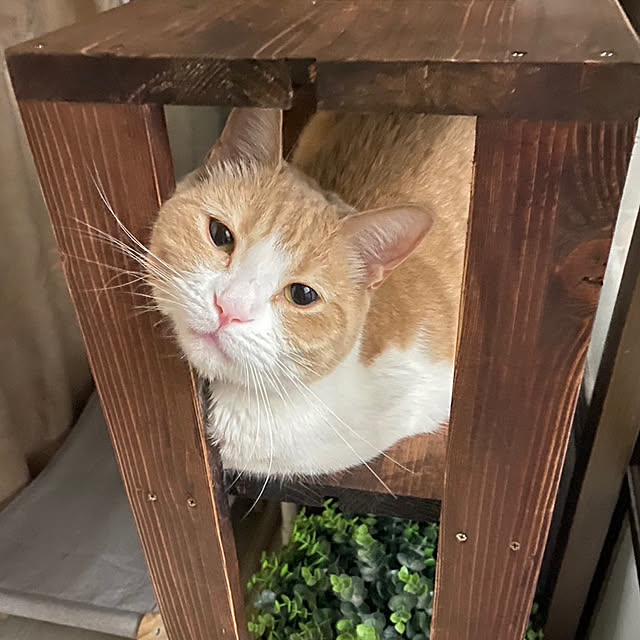 mintteaさんの部屋