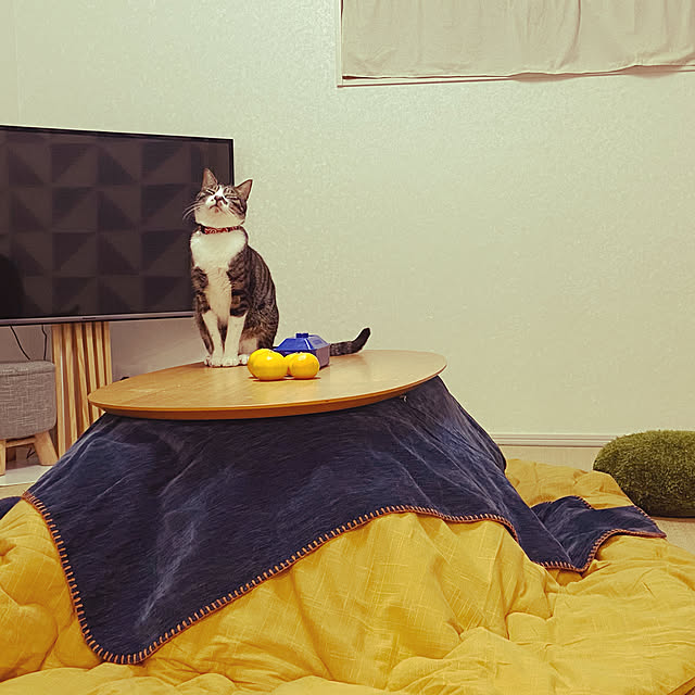 猫と暮らす 猫とこたつのおすすめ商品とおしゃれな実例 猫と暮らす 猫とこたつのおすすめ商品とおしゃれな実例