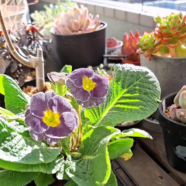 noaさんの実例写真