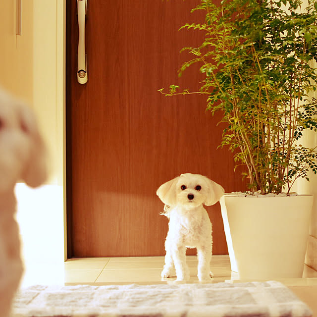 Naoさんの実例写真