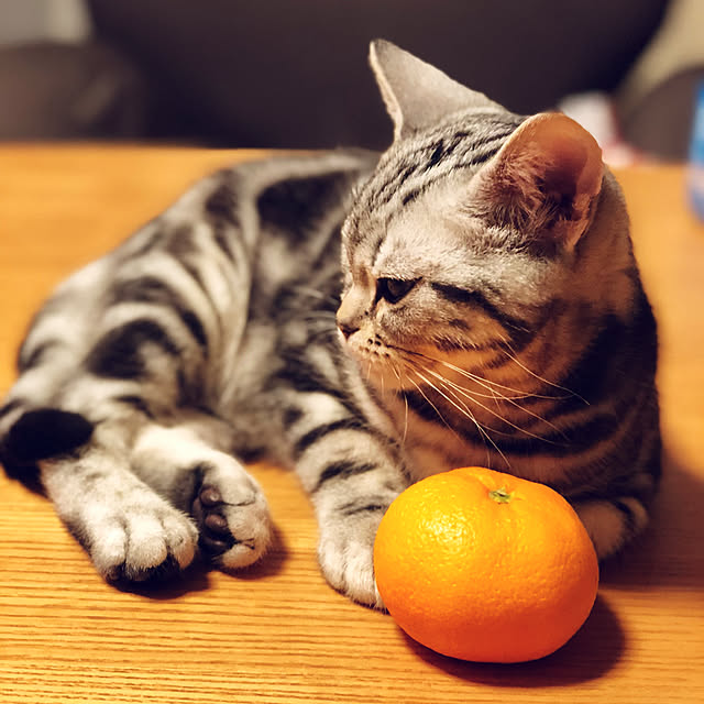 necono_mu_さんの実例写真