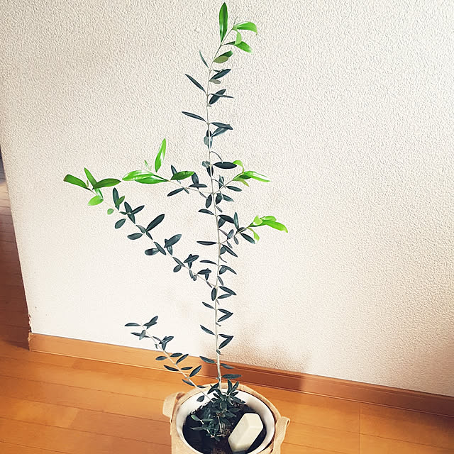 hanapanさんの実例写真