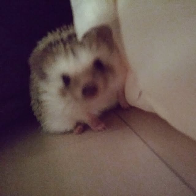 kuruさんの実例写真