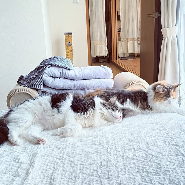 +CHIHARU+さんの実例写真