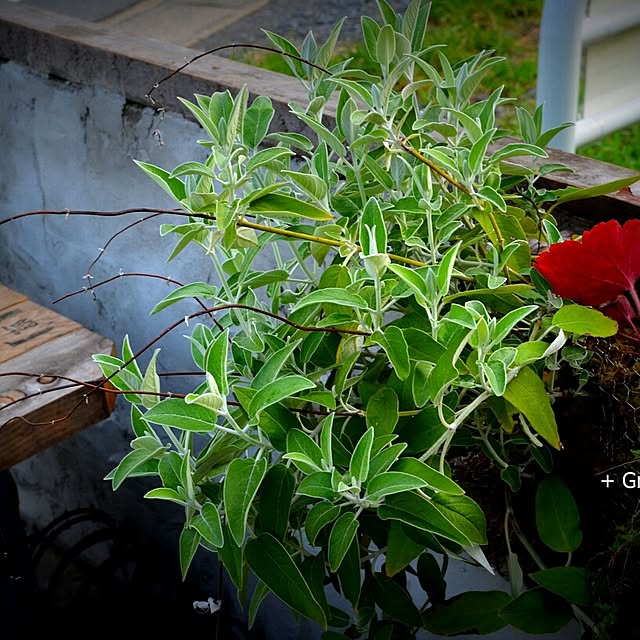 GreenWorksさんの実例写真