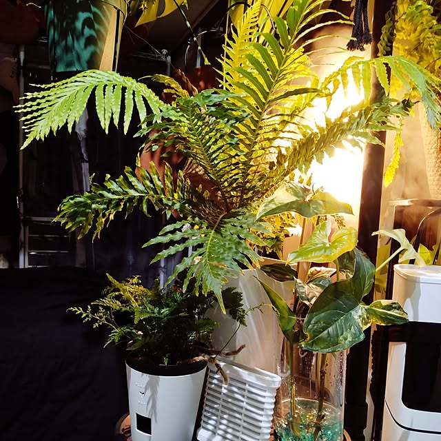 runaさんの実例写真