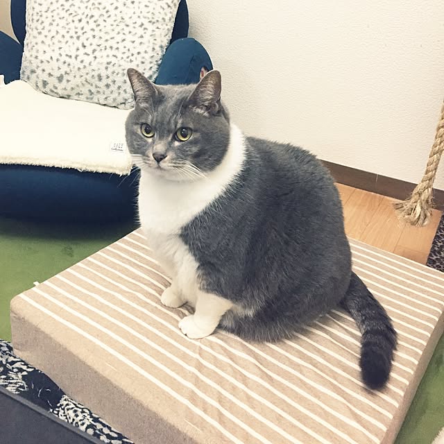 toufuさんの実例写真