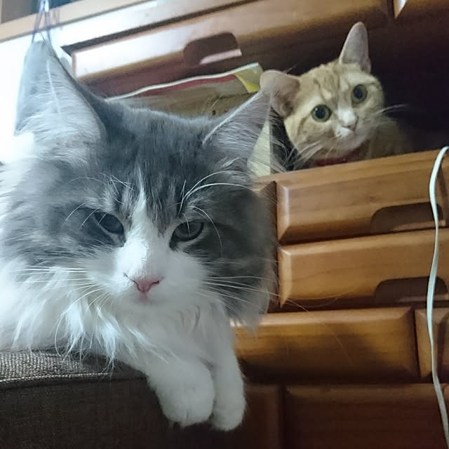 shinobuさんの実例写真