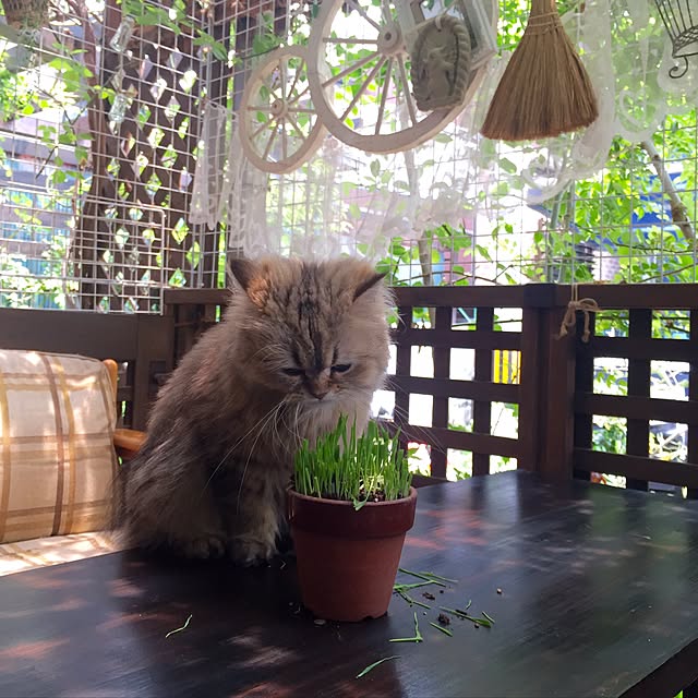 butachanさんの実例写真