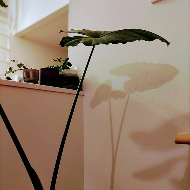 Haさんの部屋