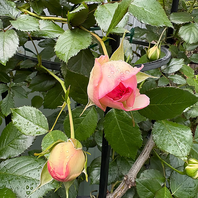 nannoさんの部屋