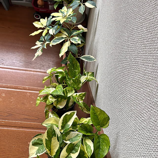 pirokoさんの実例写真