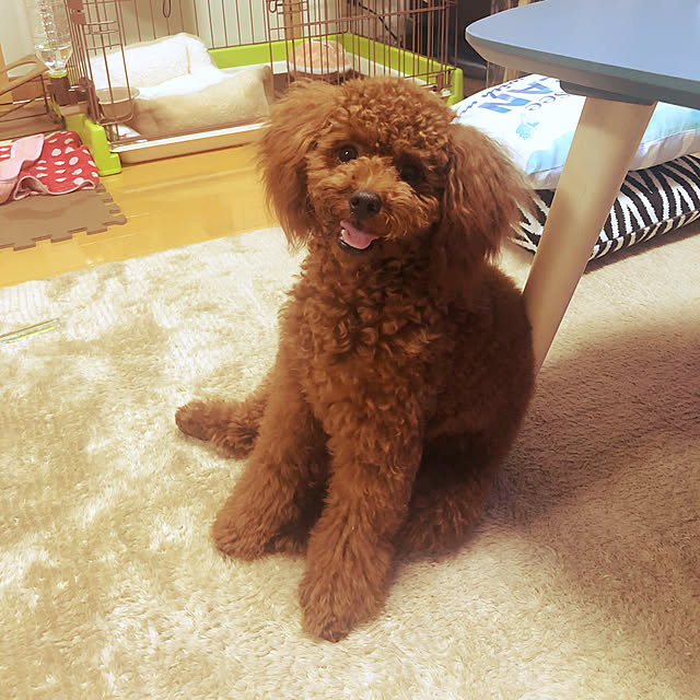 Ruyoさんの実例写真