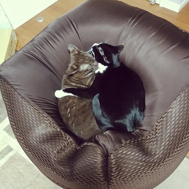 achakoさんの実例写真