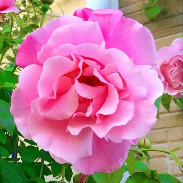 HappyRoseさんの実例写真