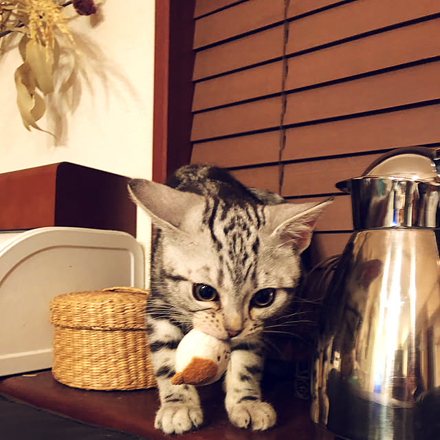 necono_mu_さんの実例写真